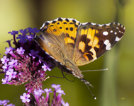 Painted Lady 4329